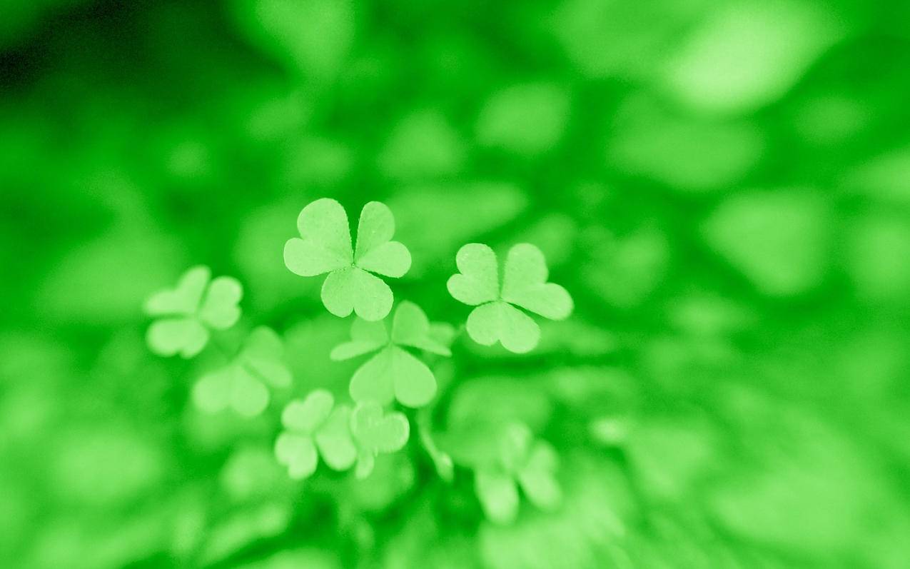 zoom会议苹果电脑下载_zoom会议电脑版 - zoom相关 - 55dz账号网