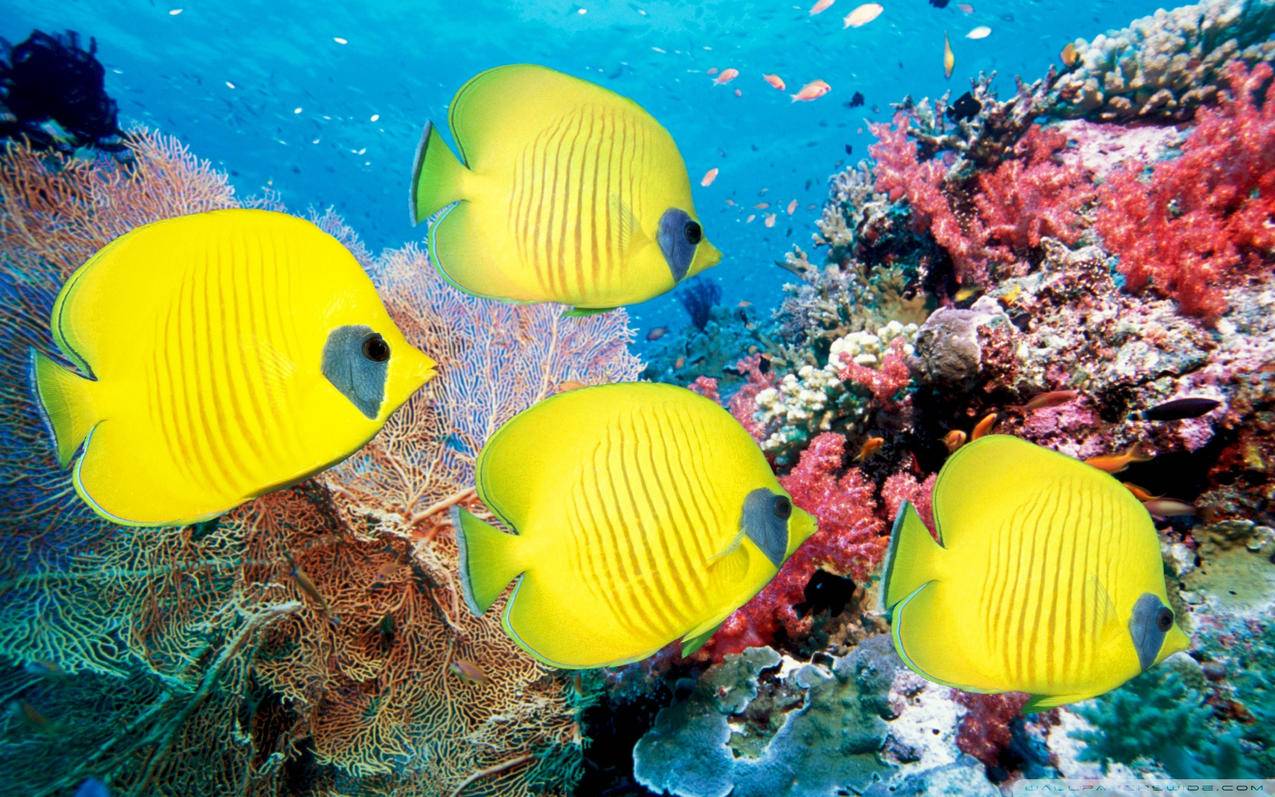 安卓海外tiktok怎么注册_安卓怎么注册tiktok国际版 - 苹果APP下载 - 55dz账号网