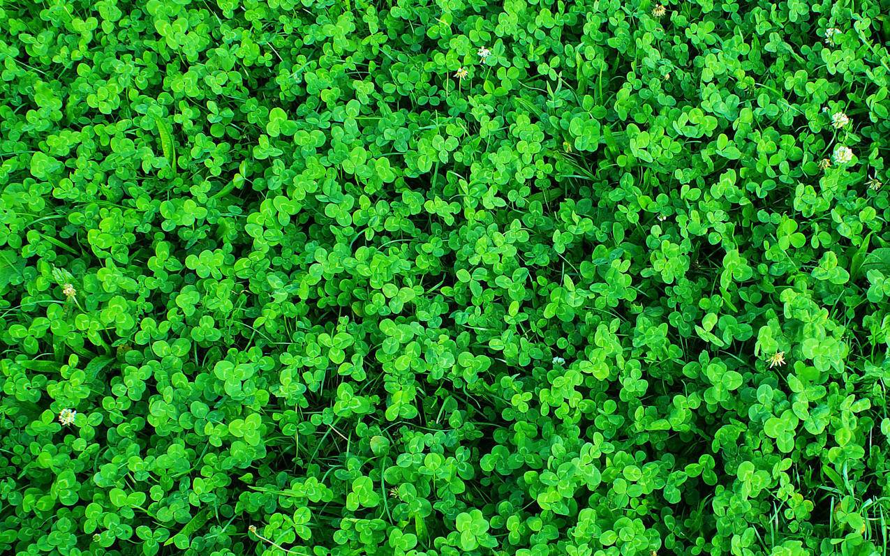 tiktok破解版安卓直接观看_tiktok安卓破解版下载 - tiktok相关 - 55dz账号网