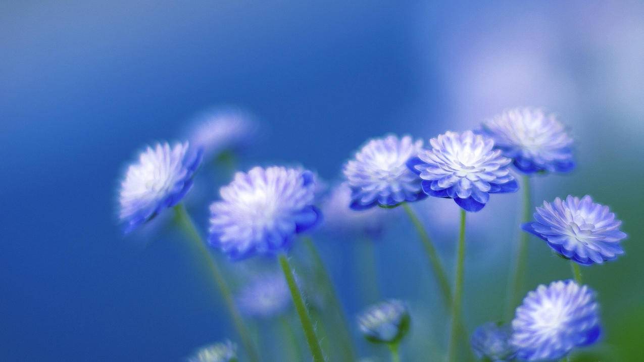 千川如何投停留？ - 自助下单平台 - ks业务网