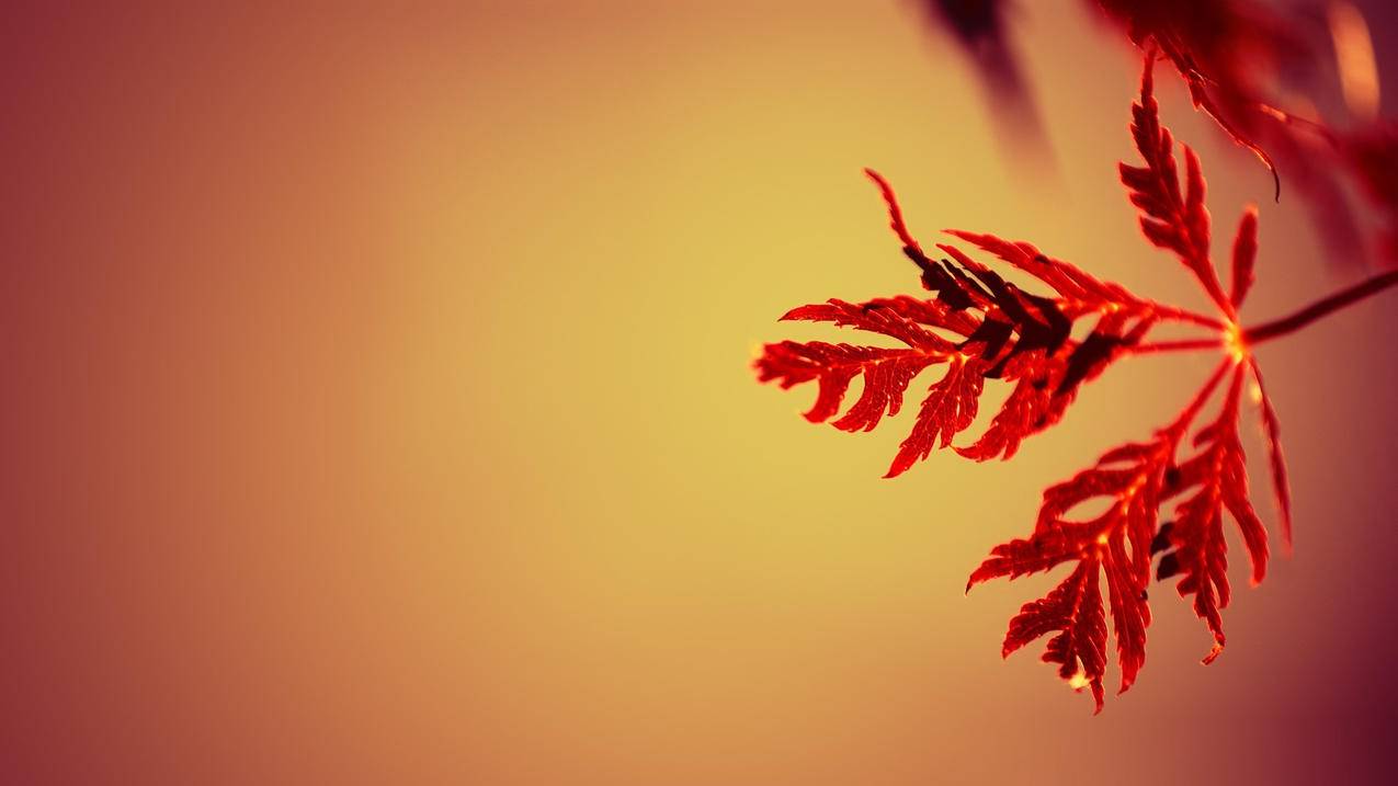 拼多多砍价活动怎么收费-dy业务网