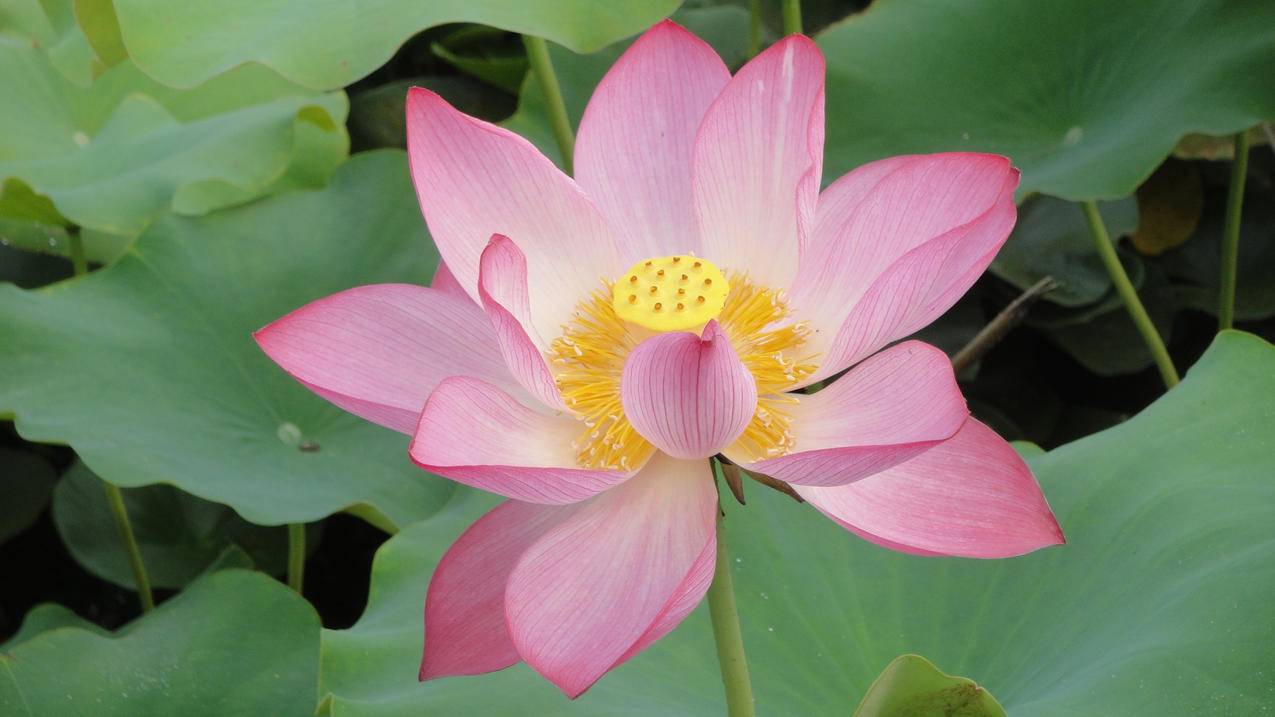 tiktok登录教程注册生日过不了_tiktok注册生日怎么选择 - tiktok相关 - 55dz账号网