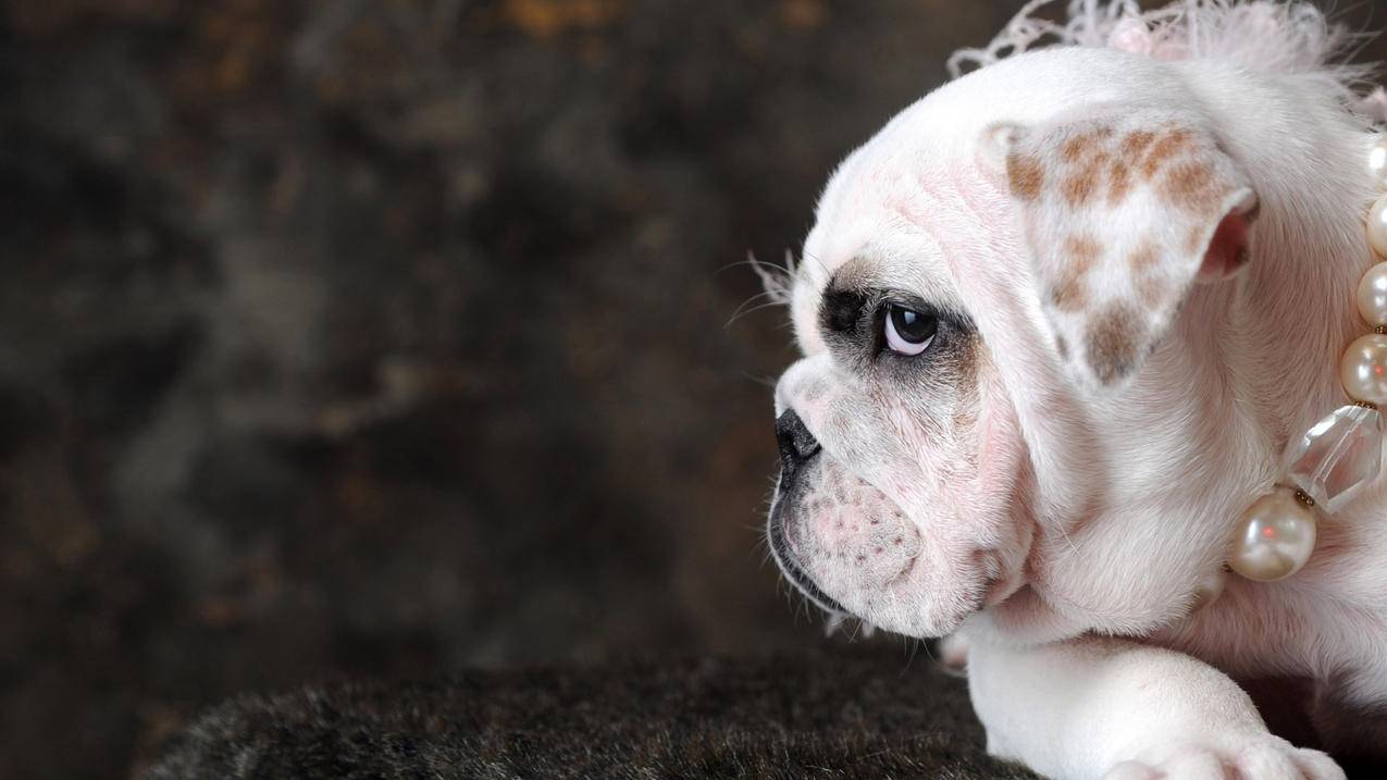 苹果5s的id怎么设置电子邮箱 ， iphone上怎么更改邮箱  - 55dz账号网