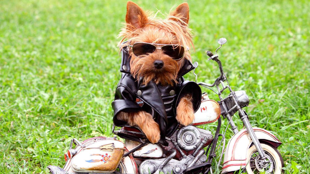 ins怎么停止发布_ins发消息禁止操作 - INS相关 - 55dz账号网