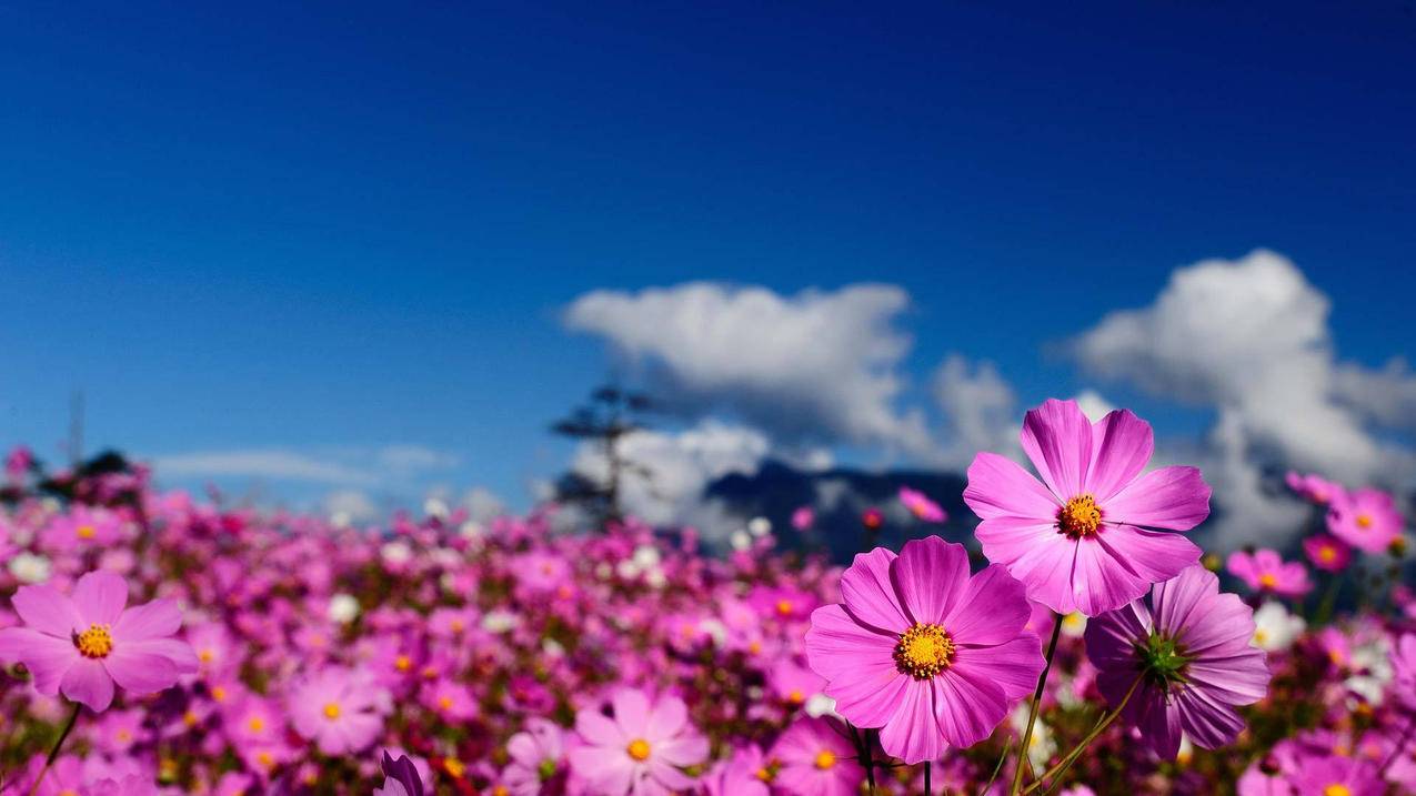 ios14描述文件下载安装地址_iOS14描述文件下载安装 - skype相关 - 55dz账号网