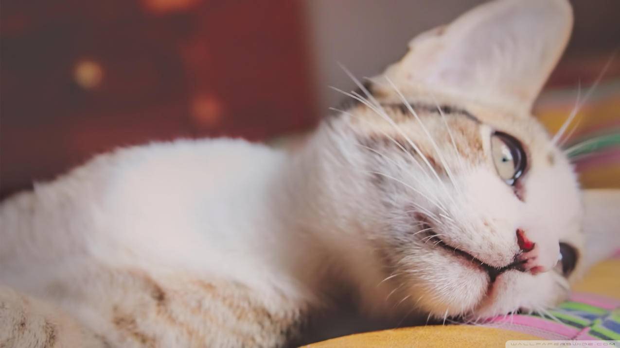 传播智客为什么那么贵 - ks自助下单 - ks业务下单