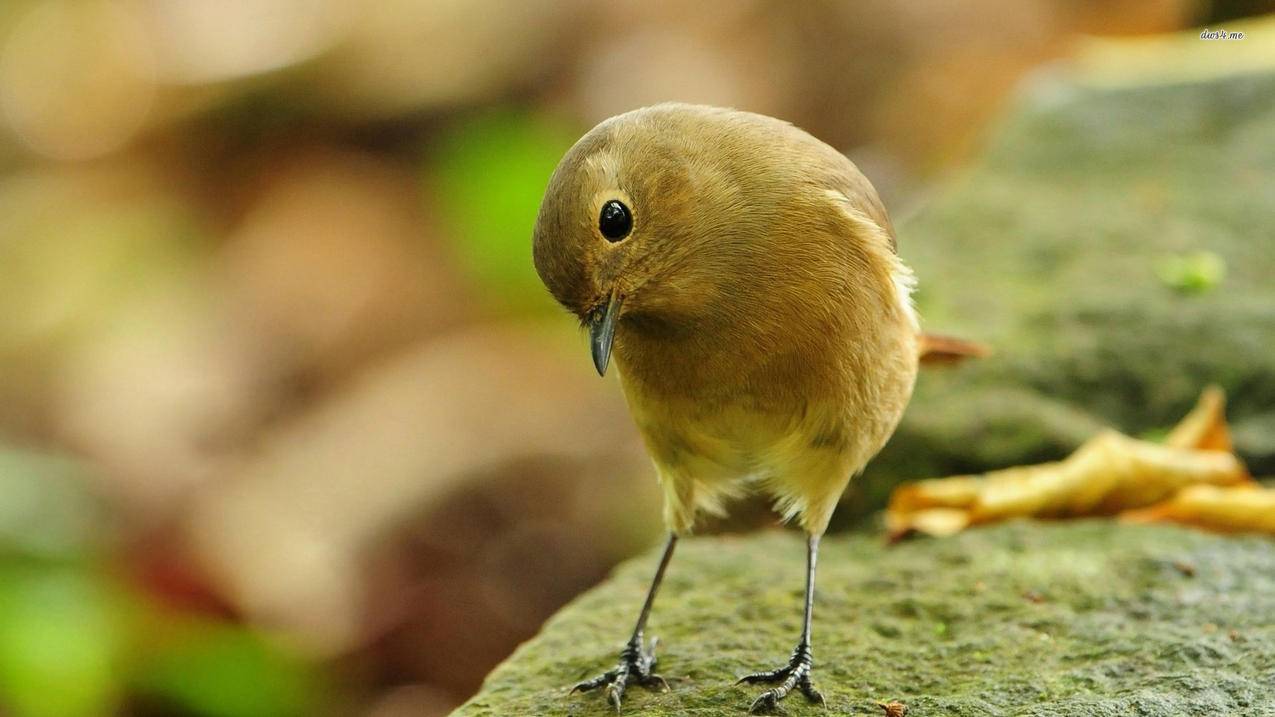 2022苹果全部价格表（2022苹果价格表今日价格） - 台湾苹果ID - 55dz账号网