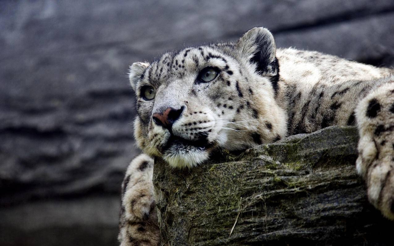 小火箭不能用了2022  ( 极速小火箭不能用 ) - 55dz账号网