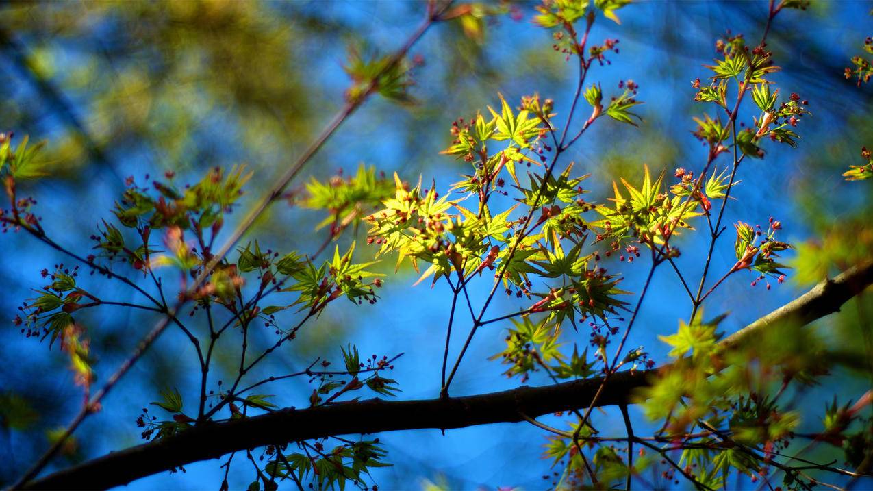 苹果id密码忘了怎么强制退出登录ios15_没密码强制退出苹果id - 各区苹果ID - 55dz账号网