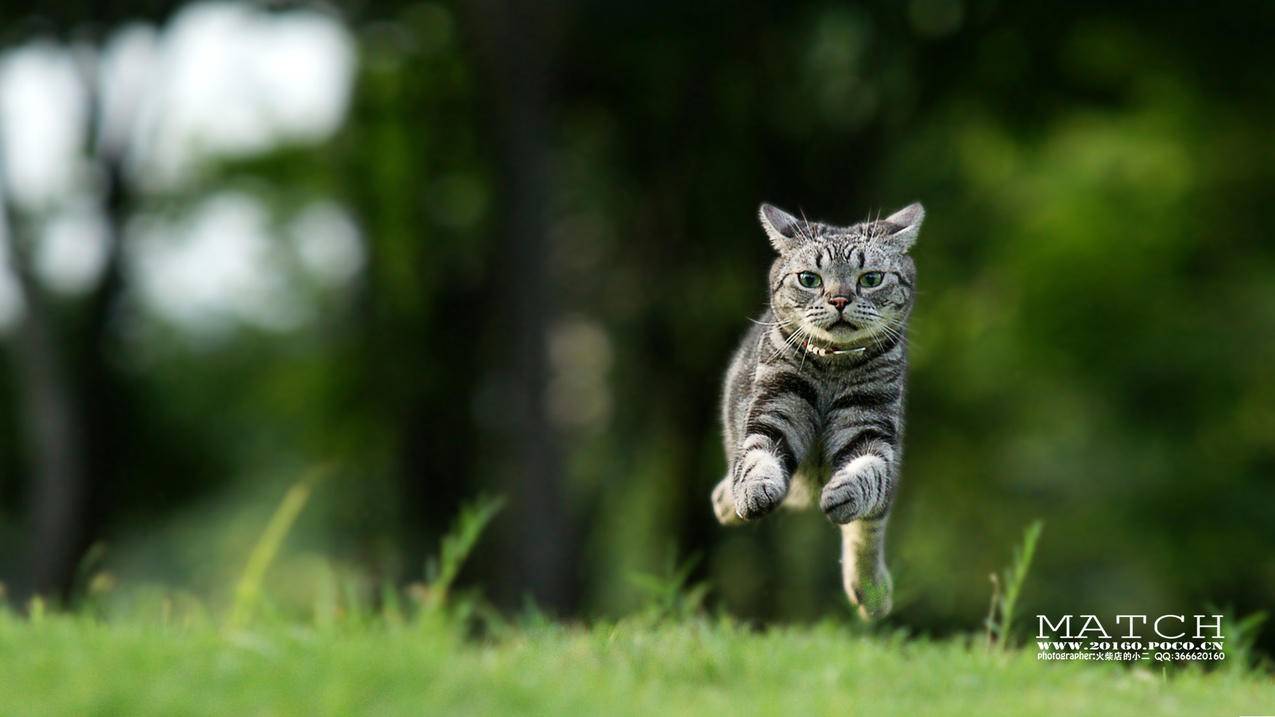 nba2konline2刷钱修改器_nba2kol2刷金币软件 - IOS分享 - 55dz账号网