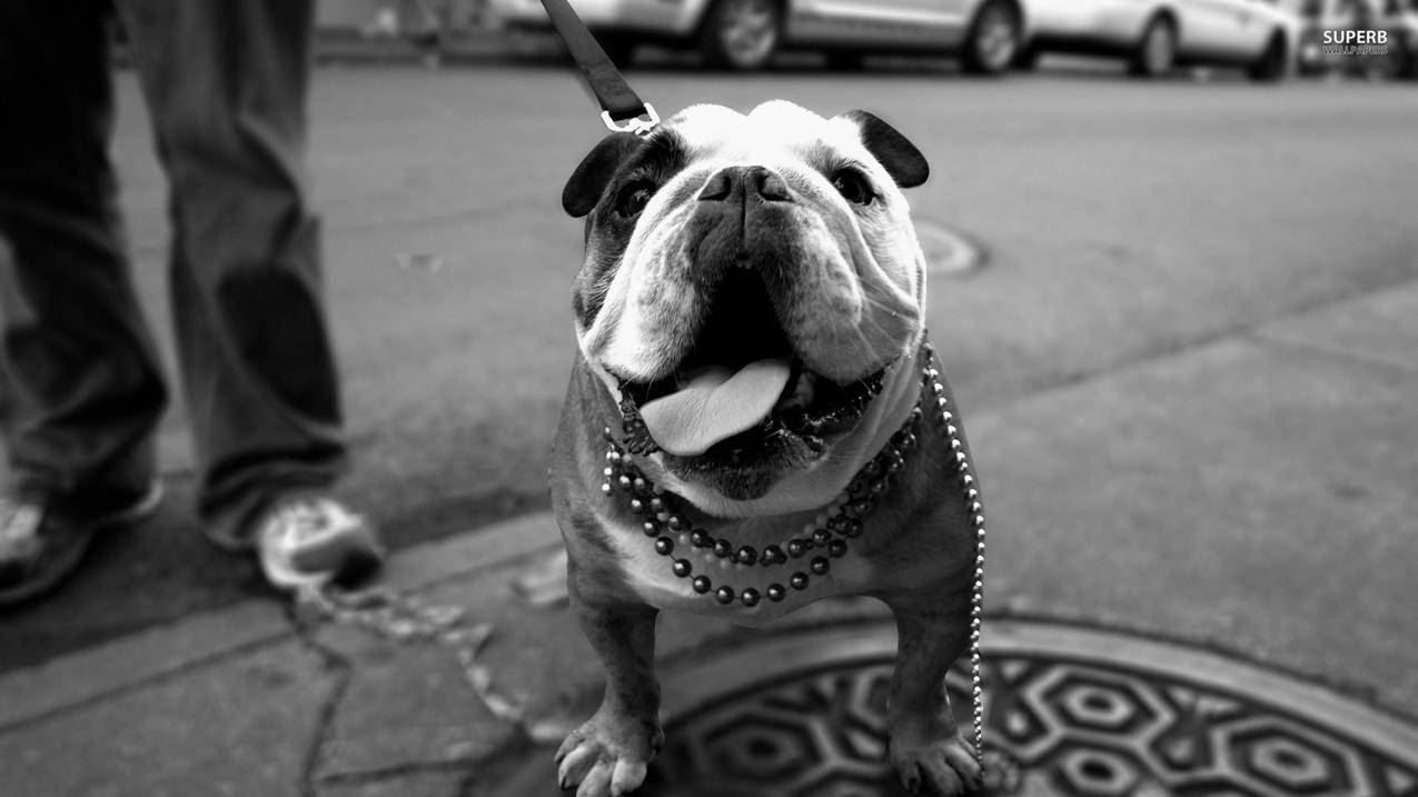 抖音自助刷点赞平台 - 低价QQ业务代刷平台