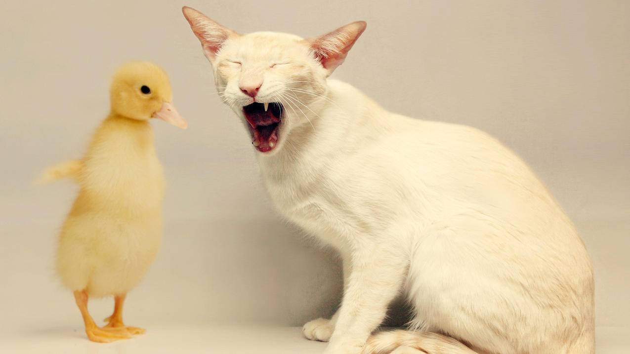 你们不是facebook好友_facebook只能向好友求助 - facebook相关 - 55dz账号网