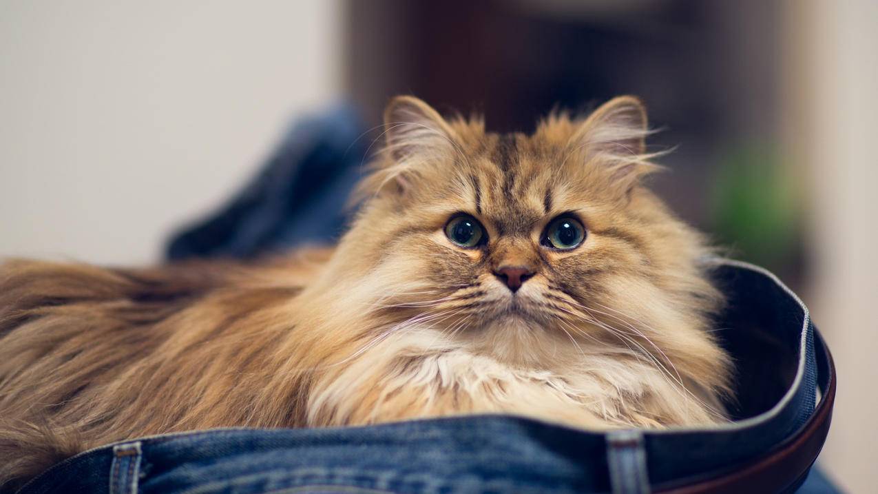 外国appleid共享账号密码2022_苹果id外国账号密码2020 - Apple ID相关 - 55dz账号网