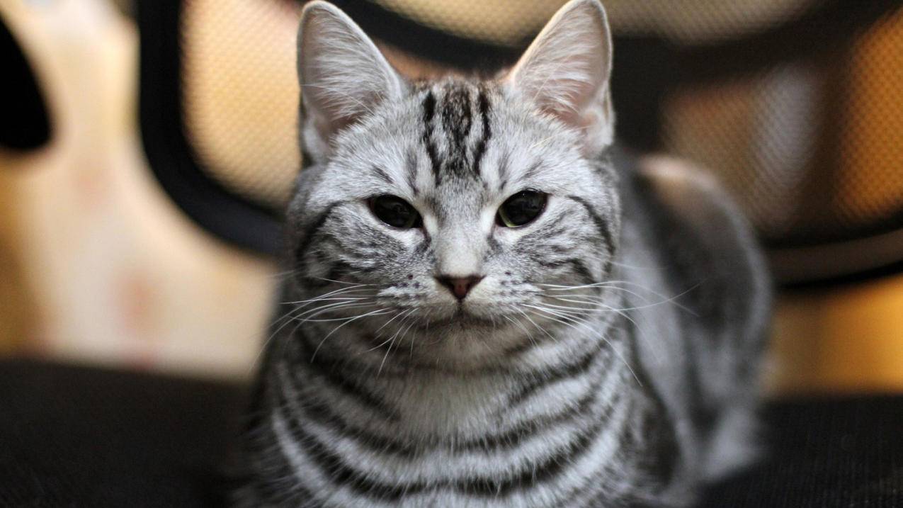 nba2k20手机版怎么恢复存档_nba2k20怎么找回存档 - IOS分享 - 55dz账号网