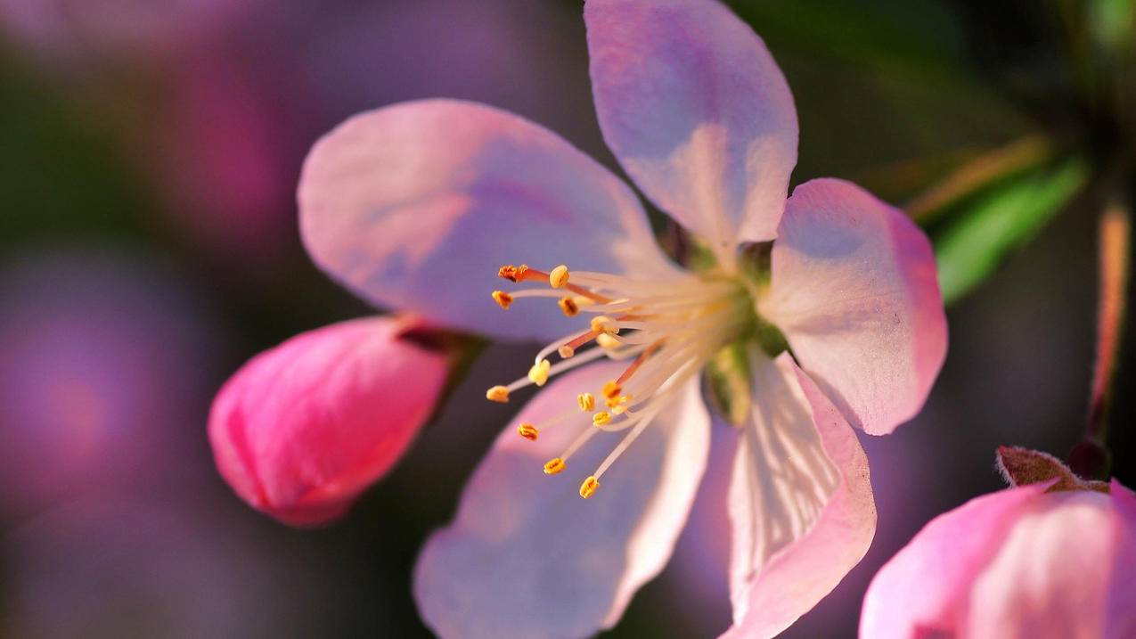 电脑管家的小火煎打不开.每次点击开启小火煎都会弹出一个XY苹果助手、这个是我之前下载的 但是现在我  ( 小火箭官网打不开 ) - 55dz账号网