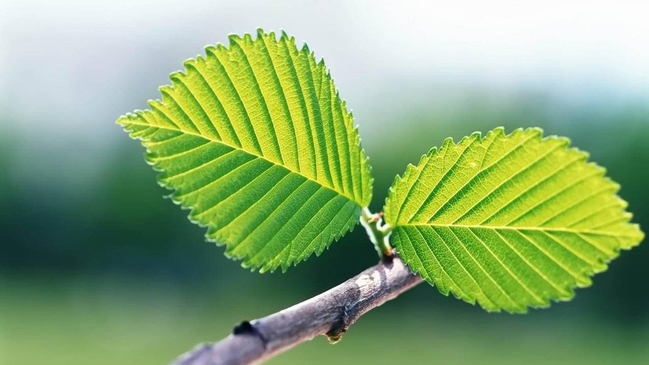 苹果手机怎么关闭ID同步通话记录? ， 两个人用一个苹果id怎么关闭同步 两个人用一个苹果id如何关闭同步  - 55dz账号网