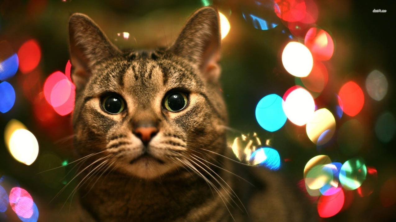 快手业务24小时自助下单平台蚂蚁-全网最低刷快手,快手作品秒刷双击,和平精英刷人气平台