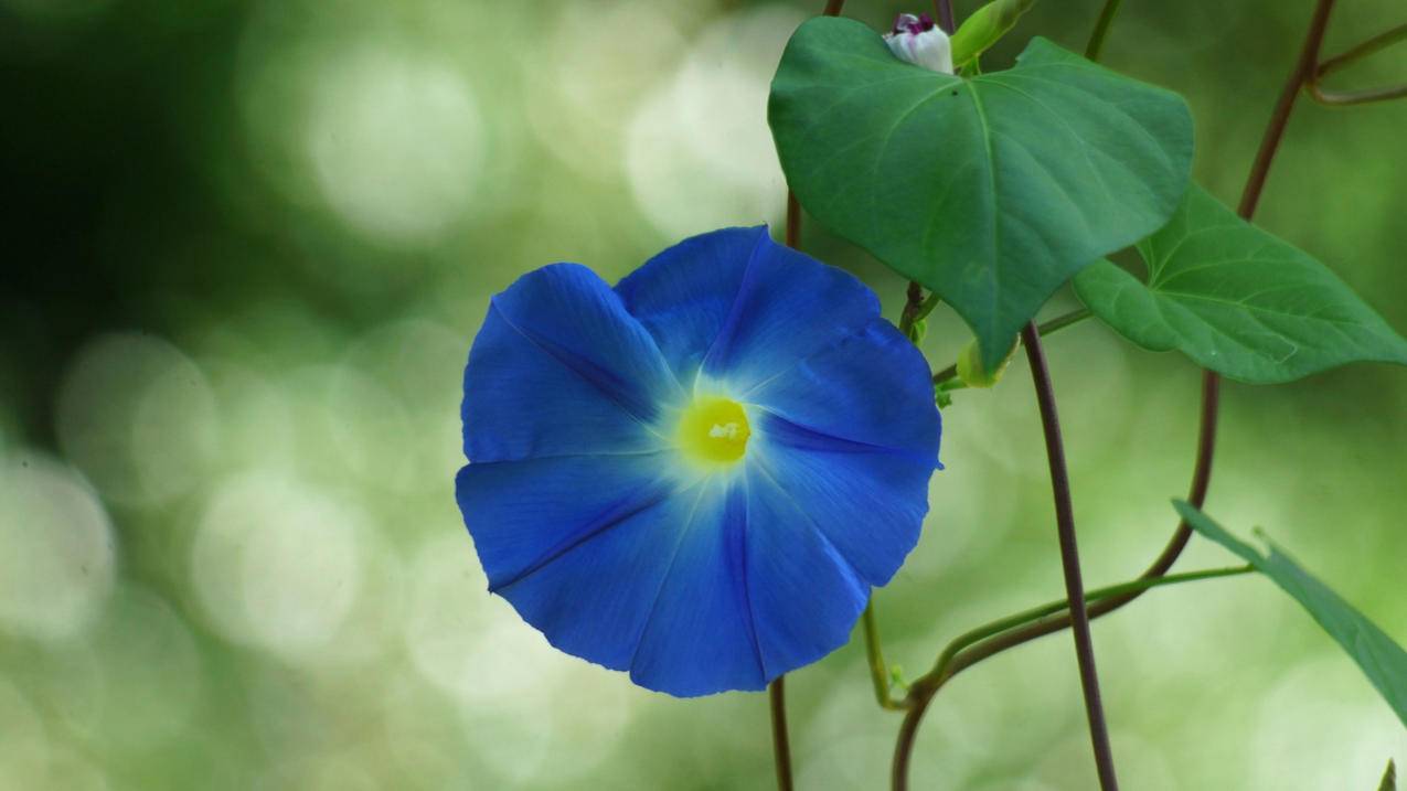 小红书如何隐藏移除主页小人图标？简单步骤解析 - 网络资讯 - ks业务下单