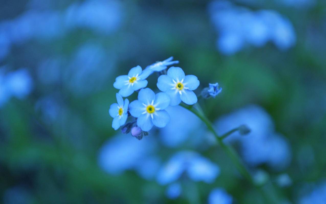ks卡盟刷业务平台全网最低 - 快手刷播放免费刷蚂蚁,刷过粉的快手号还能上热门吗,快手刷粉丝平台下单,免费快手刷双击20个在线网址微信支付