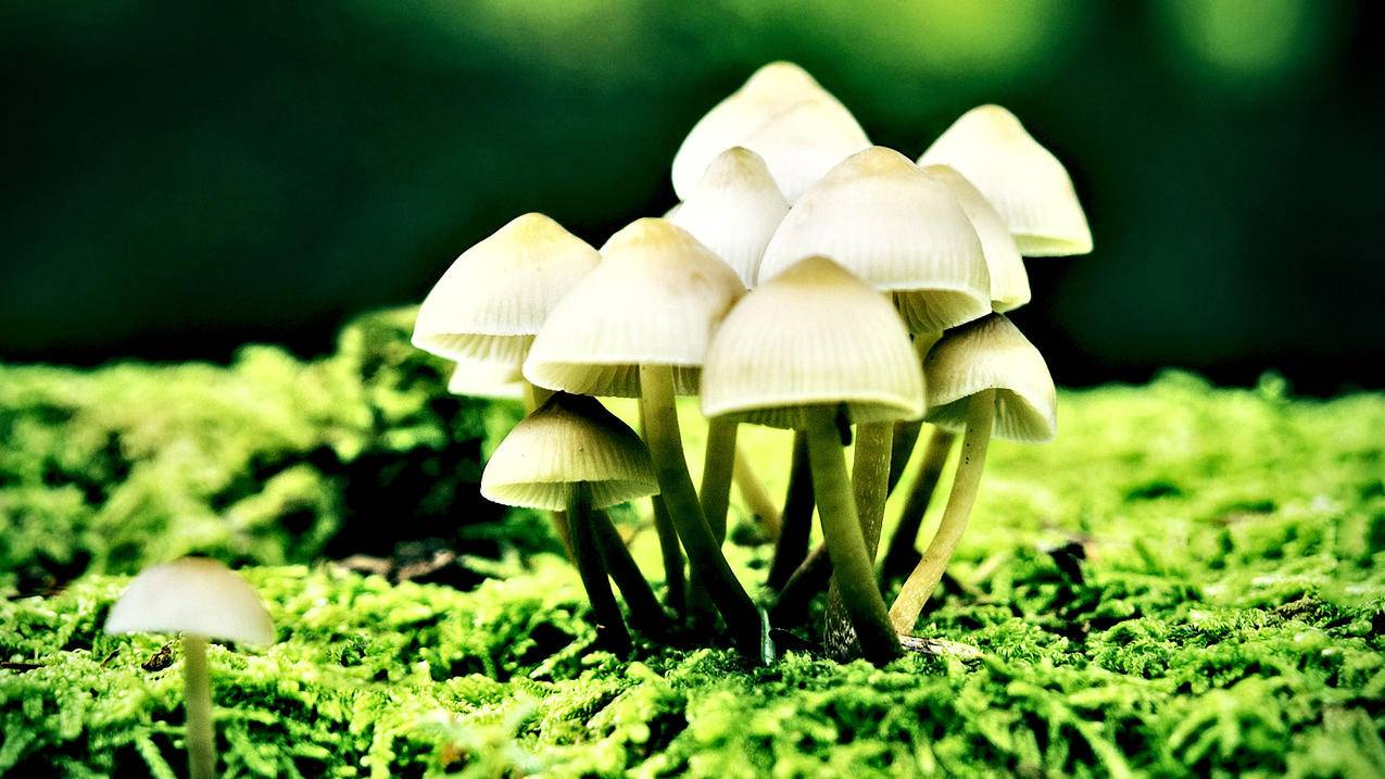 mac有小火箭吗_mac小火箭不见了 - 注册外服方法 - 55dz账号网