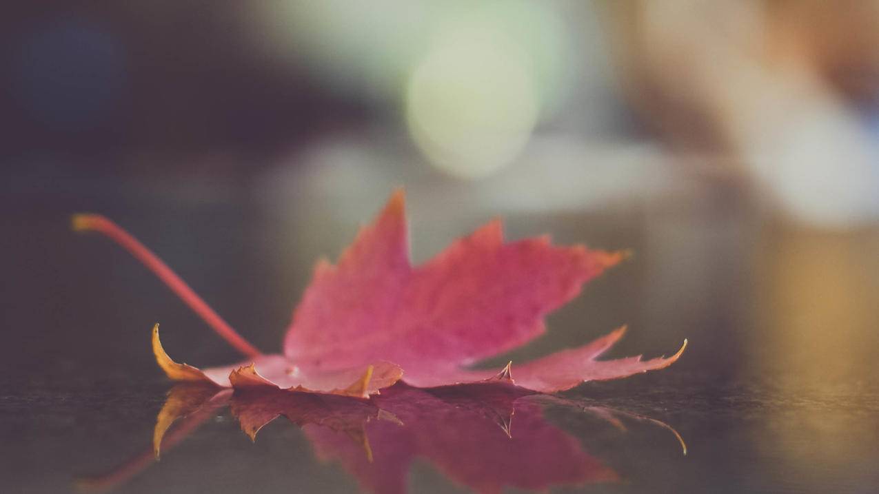 美服苹果id切换账号有什么影响_苹果账号 美服 - 美国苹果ID - 55dz账号网