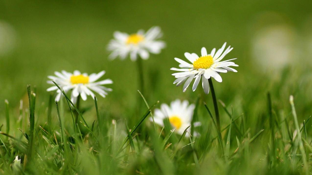 zoom设置联合主持人_zoom主持人界面 - zoom相关 - 55dz账号网