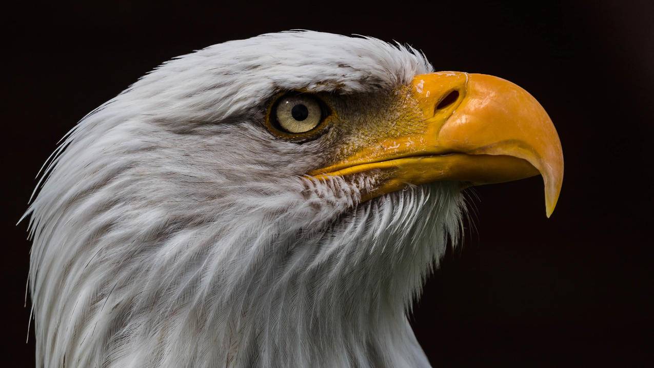 zoom人名翻译中文_zoom翻译成中文人名 - zoom相关 - 55dz账号网