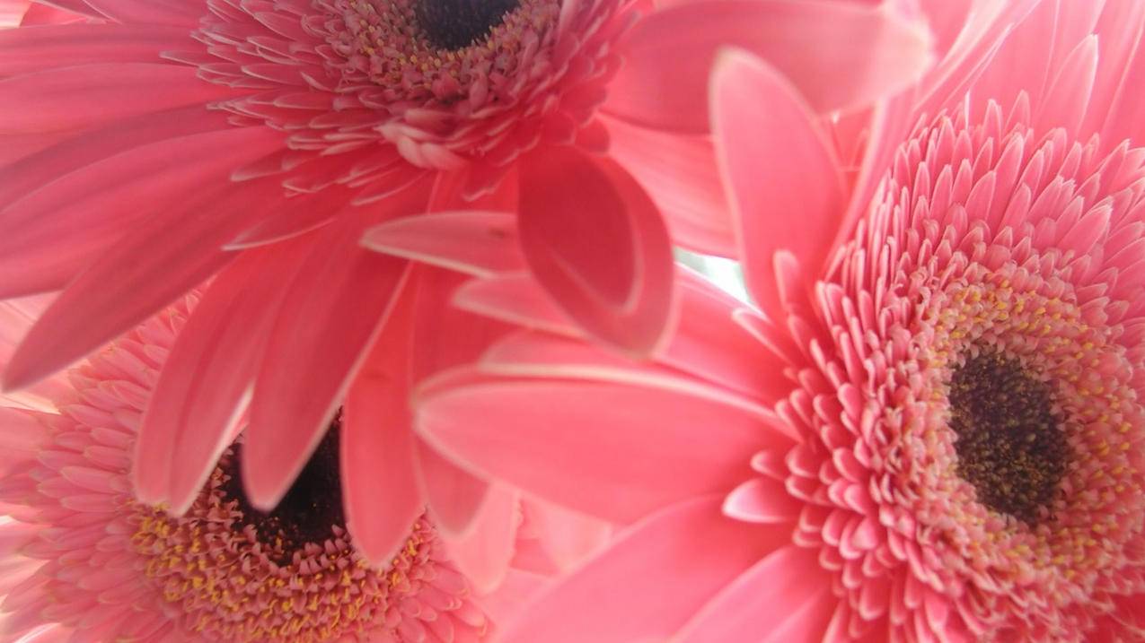 苹果id注册_苹果id注册官网 - 各区苹果ID - 55dz账号网