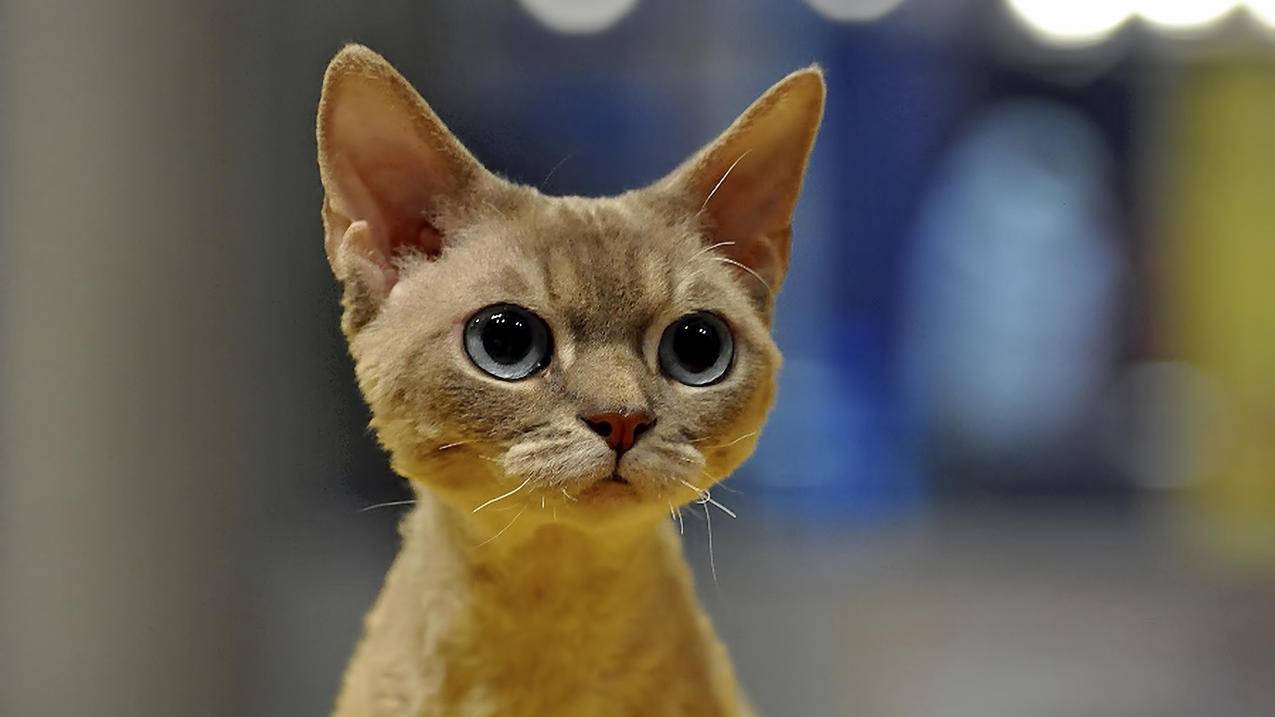 apple id双重认证怎么关闭 ， 苹果手机设置双重认证怎么关闭  - 55dz账号网