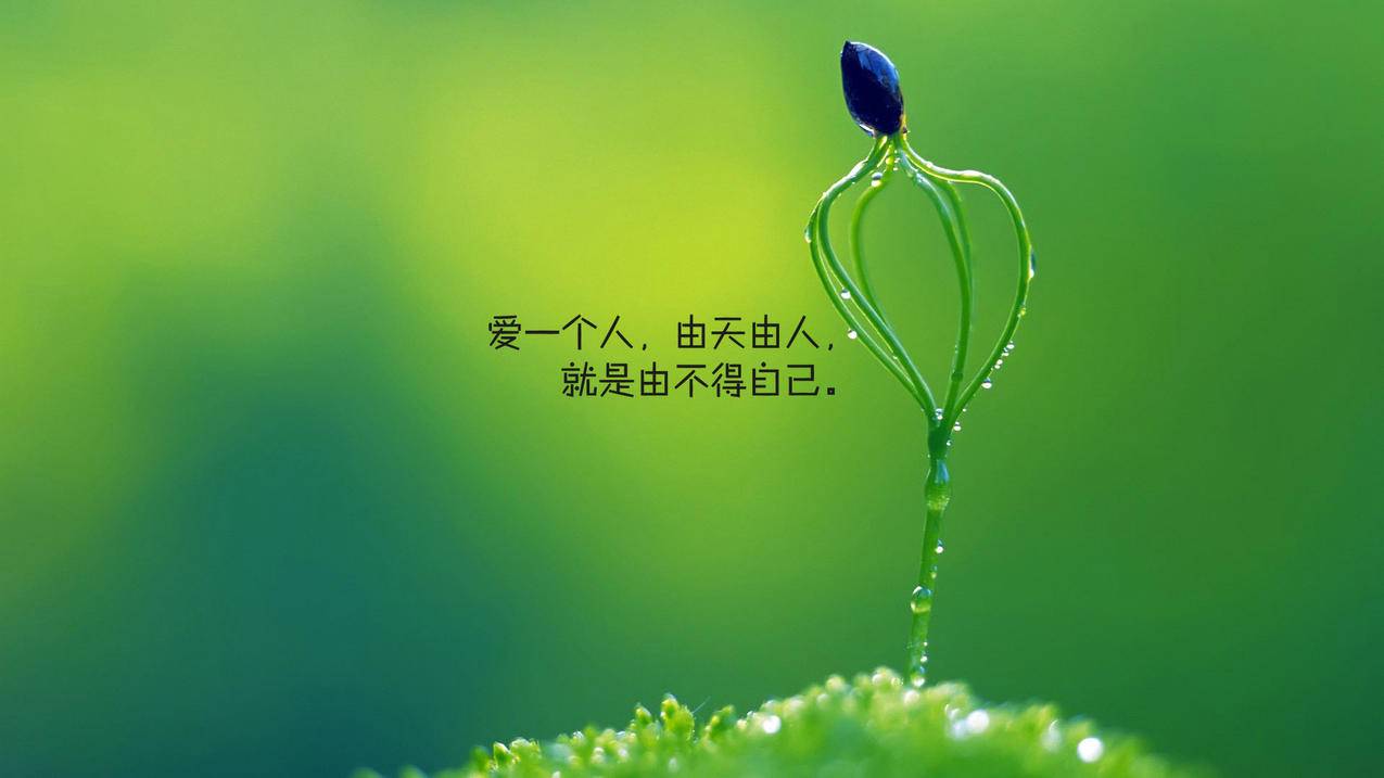 关于tiktok（抖音国际版）的注册协议 - Apple ID相关 - 55dz账号网