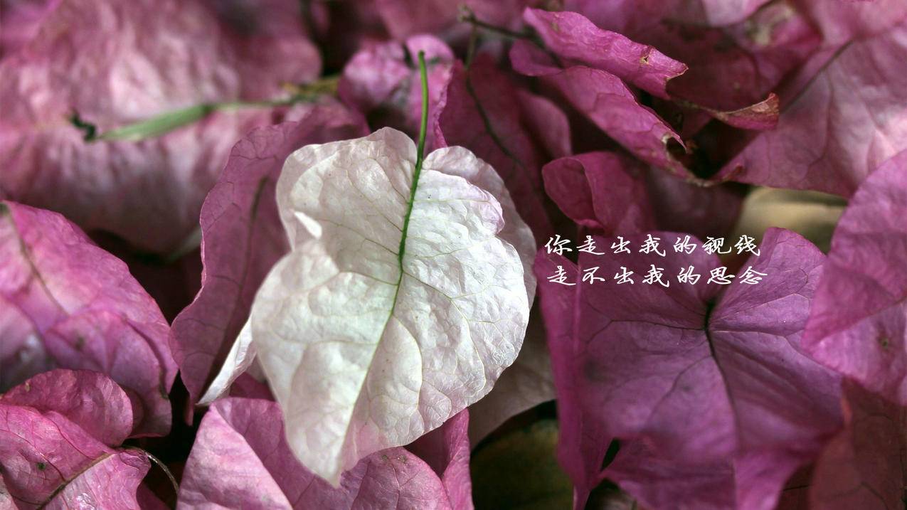 fifaonline4佩蒂特哪个好_fifaonline4马蒂奇好用吗 - Line相关 - 55dz账号网