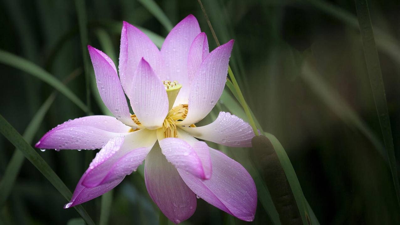 慕城代刷网_抖音热门粉丝代刷_抖音刷活粉30个 - 快手刷浏览量网站在线