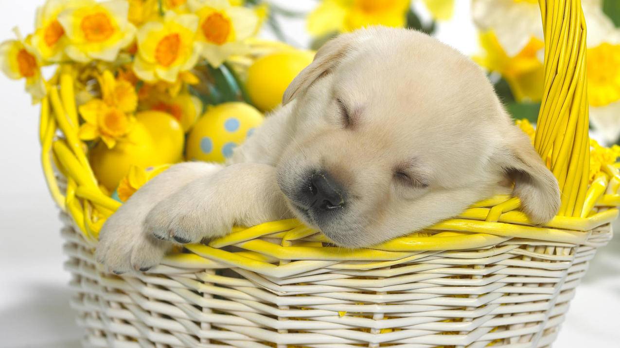 nba2konline2安装失败md5_安装nba2konline2安装失败 - IOS分享 - 55dz账号网