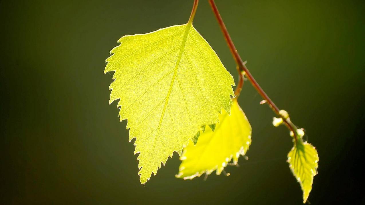 nba2kol2什么球员会涨价_nba2kol2涨价预测 - IOS分享 - 55dz账号网