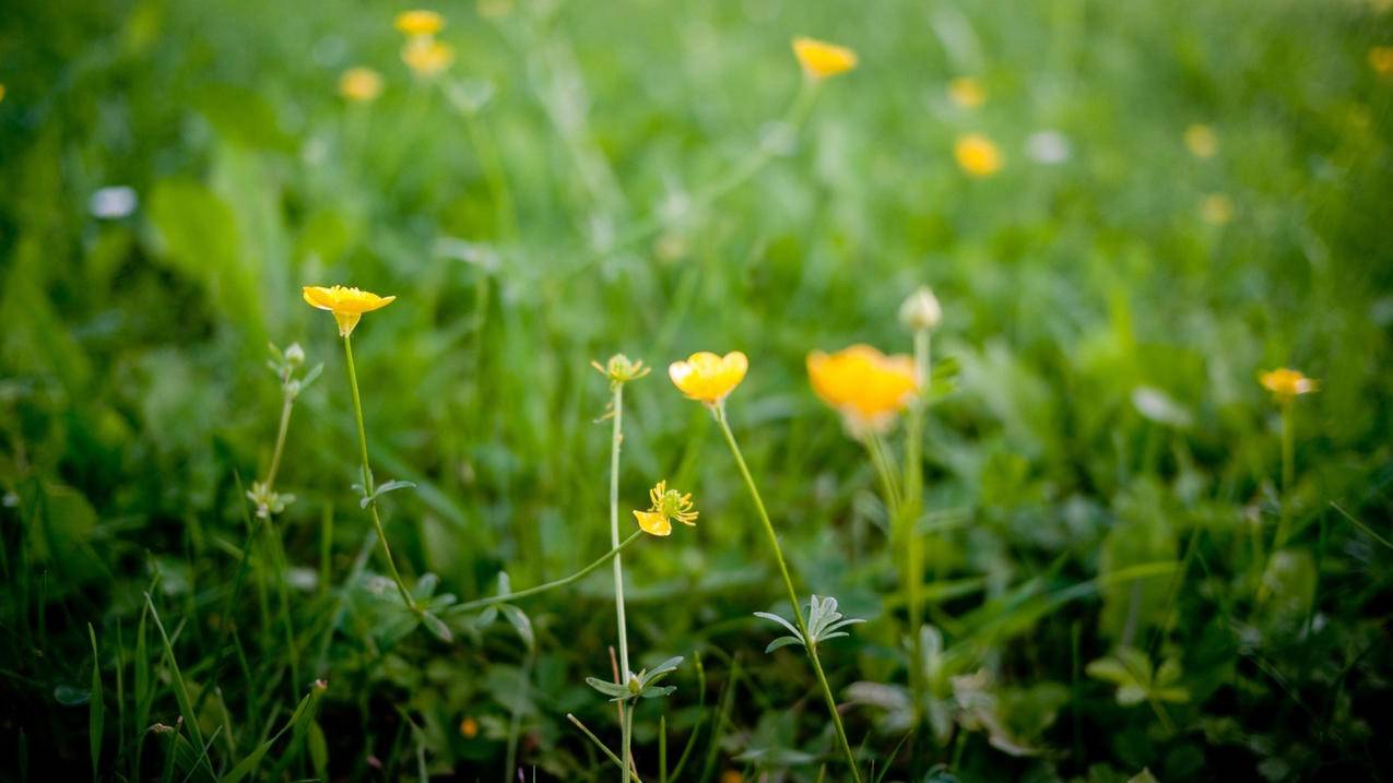 youtube热门博主_YouTube上的博主 - youtube相关 - 55dz账号网