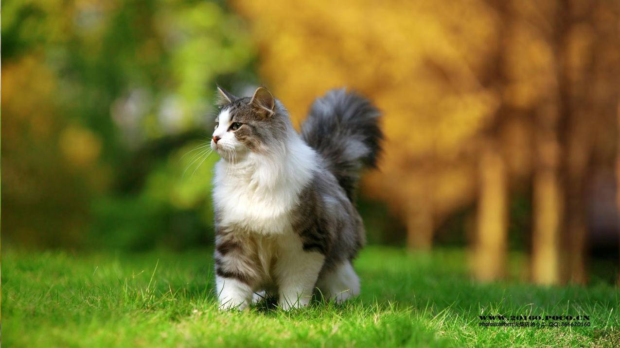 快手24小时自助秒刷网 - 刷快手评论赞自助平台快刷-高质量qq刷赞